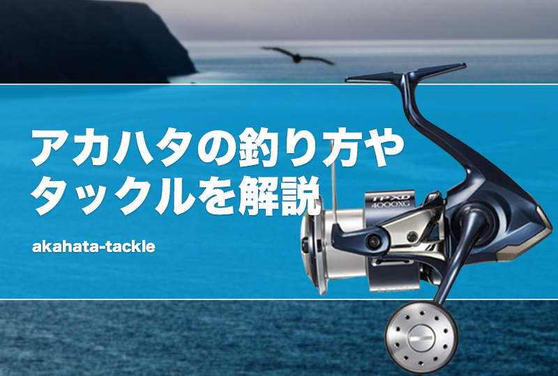 アカハタの釣り方やタックルを解説！釣れる時期やルアーロッド