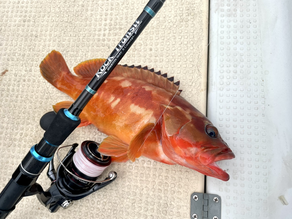 シマノ(SHIMANO) 20 ヴァンフォード C5000XG ○完売しました